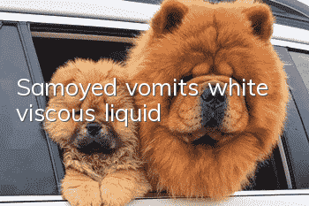 Samoyed vomits white viscous liquid