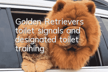 Golden Retriever’s toilet signals and designated toilet training