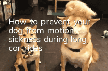 How to prevent your dog from motion sickness during long car rides