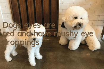 Dog's eyes are red and have mushy eye droppings