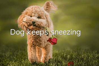 Dog keeps sneezing