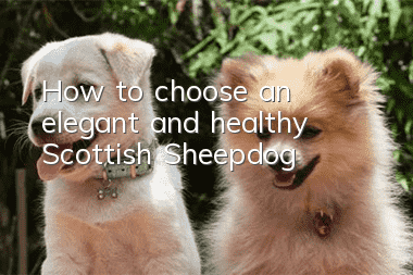 How to choose an elegant and healthy Scottish Sheepdog?