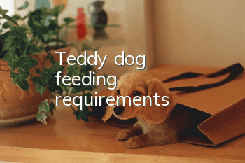 Teddy dog feeding requirements