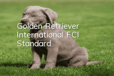 Golden Retriever International (FCI) Standard