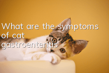 What are the symptoms of cat gastroenteritis?