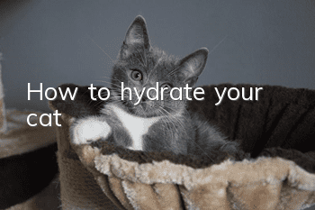 How to hydrate your cat