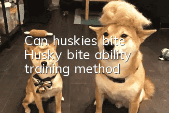 Can huskies bite? Husky bite ability training method