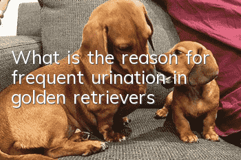 What is the reason for frequent urination in golden retrievers?