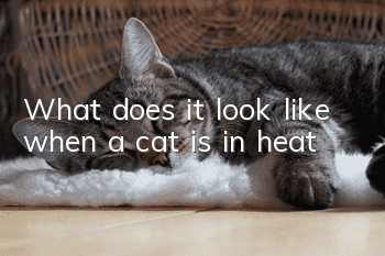 What does it look like when a cat is in heat?