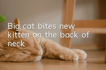 Big cat bites new kitten on the back of neck