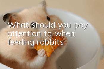 What should you pay attention to when feeding rabbits?