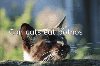 Can cats eat pothos?