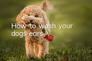 How to wash your dog’s ears