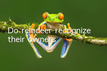 Do reindeer recognize their owners?