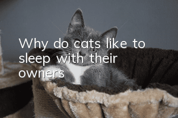 Why do cats like to sleep with their owners?