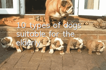 10 types of dogs suitable for the elderly