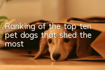 Ranking of the top ten pet dogs that shed the most