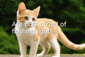 Are cats afraid of flashing lights?