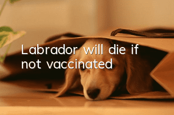 Labrador will die if not vaccinated