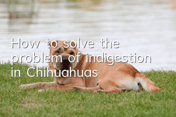 How to solve the problem of indigestion in Chihuahuas