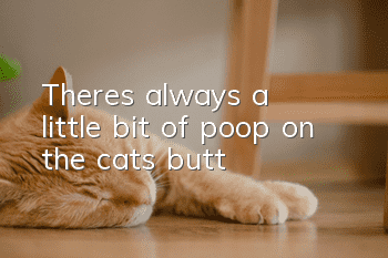 There's always a little bit of poop on the cat's butt