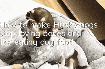 How to make Husky dogs stop loving bones and like eating dog food