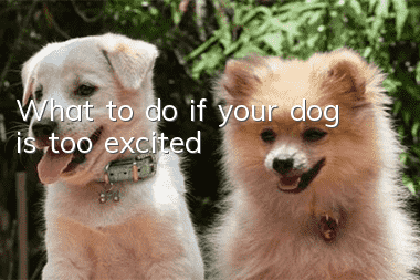 What to do if your dog is too excited