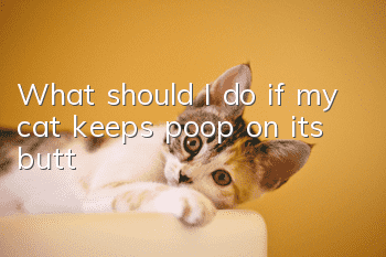 What should I do if my cat keeps poop on its butt?
