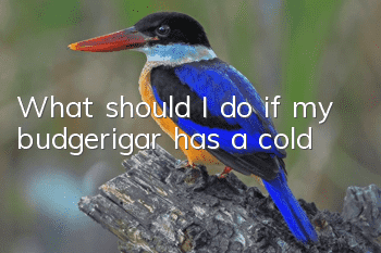 What should I do if my budgerigar has a cold?