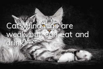 Cat’s hind legs are weak but can eat and drink