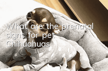What are the prenatal signs for pet Chihuahuas?