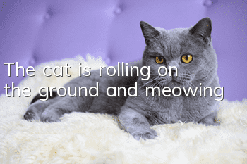 The cat is rolling on the ground and meowing