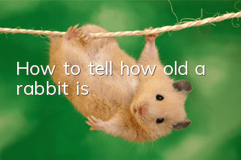 How to tell how old a rabbit is?