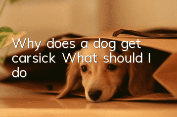 Why does a dog get carsick? What should I do?