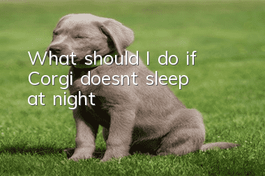 What should I do if Corgi doesn’t sleep at night?