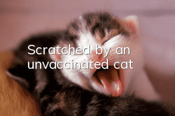 Scratched by an unvaccinated cat