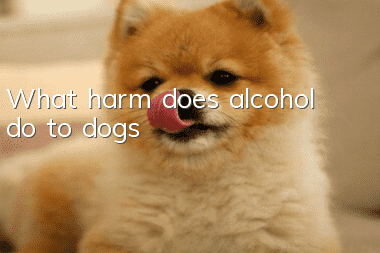 What harm does alcohol do to dogs?