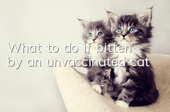 What to do if bitten by an unvaccinated cat