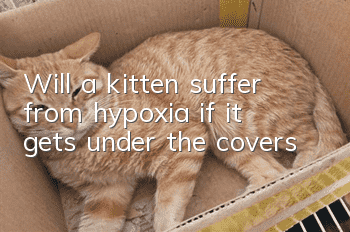 Will a kitten suffer from hypoxia if it gets under the covers?