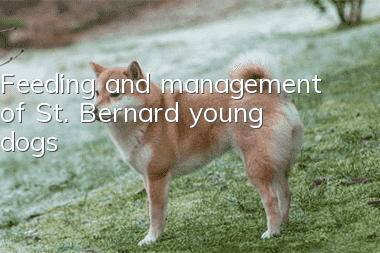 Feeding and management of St. Bernard young dogs