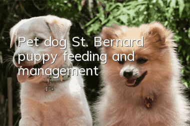 Pet dog St. Bernard puppy feeding and management