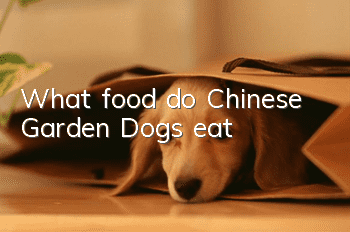 What food do Chinese Garden Dogs eat?