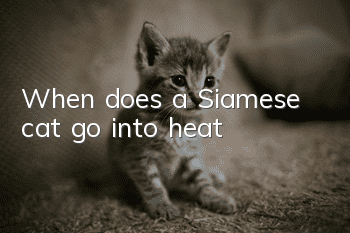 When does a Siamese cat go into heat?