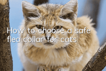 How to choose a safe flea collar for cats