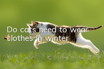 Do cats need to wear clothes in winter?