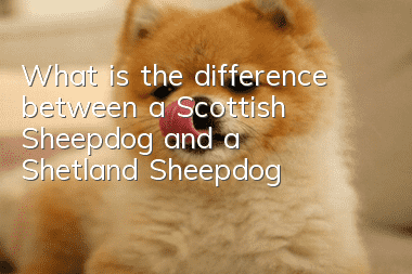 What is the difference between a Scottish Sheepdog and a Shetland Sheepdog?