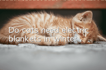 Do cats need electric blankets in winter?