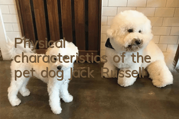 Physical characteristics of the pet dog Jack Russell