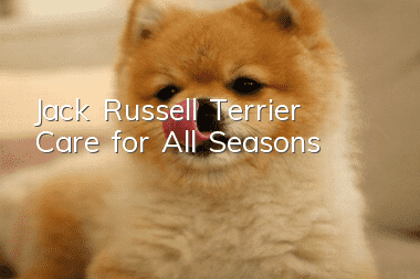 Jack Russell Terrier Care for All Seasons