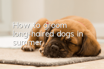 How to groom long-haired dogs in summer?
